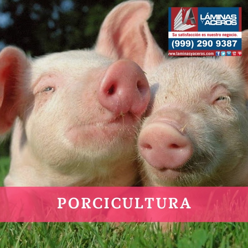 Porcicultura Crianza De Cerdos